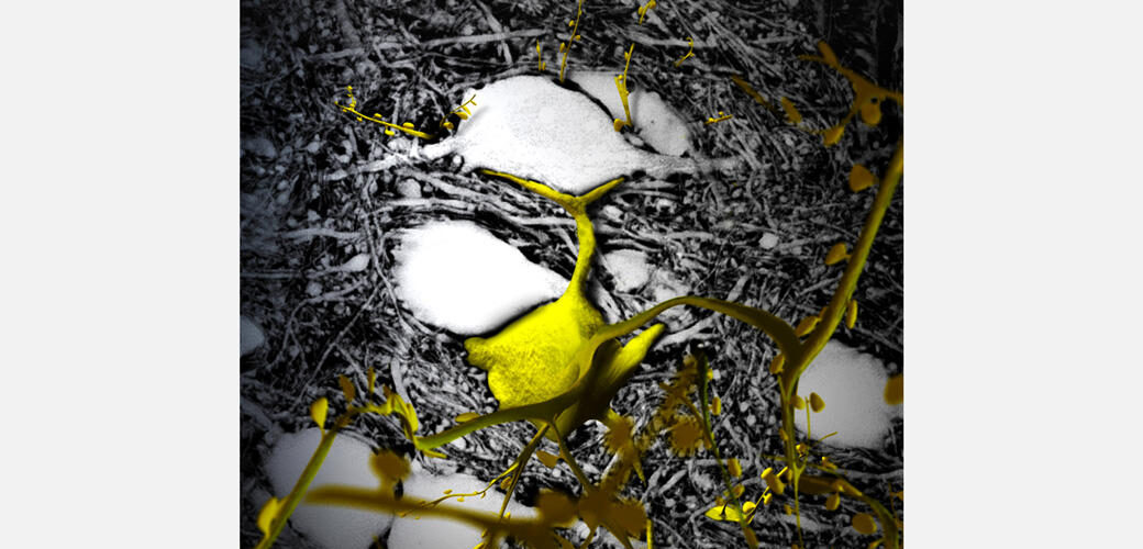 Neurones et l’espace extracellulaire vus en microscopie à super-résolution © Valentin Nägerl