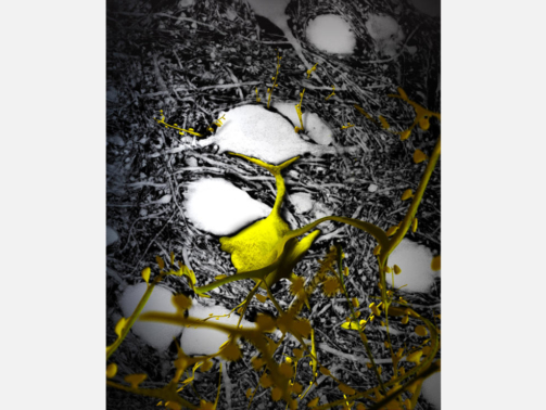 Neurones et l’espace extracellulaire vus en microscopie à super-résolution © Valentin Nägerl